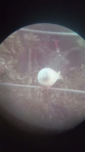 Clear pigeon capture through smart telescope #photography #birdwatching