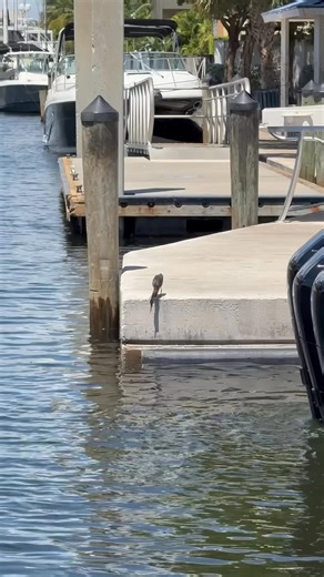 53K views · 872 reactions | Nor Tech 400 Super Sport | Boats Daily | Facebook