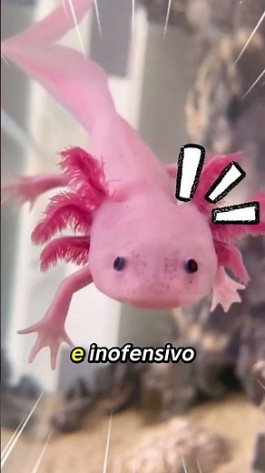 3 animales asombrosos de México 😱¡El número 3 es el depredador más poderoso! #shorts