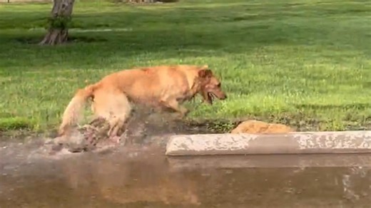 Golden retriever splashes in a puddle