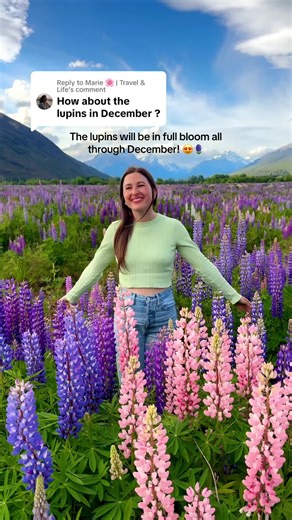 Explore New Zealand's December Lupin Blooms