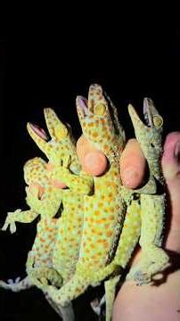 Have you seen the 20 footer? #reptiles#wildlife#snake#nature#animals#crazy#alligator#florida#shorts