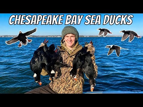 CHESAPEAKE BAY SEA DUCK HUNT | Maryland Duck Hunting 2022