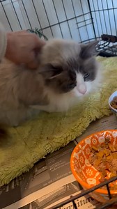 UPDATE: ADOPTED!!🥰 Violet. Came in declawed. Must be indoor cat. 1 1/2 year old. Ragdoll/ Snowshoe mix. Spayed, vaccinated and microchipped. Contact Volunteer Julie for details 601-757-1057. | Brookhaven Animal Rescue League