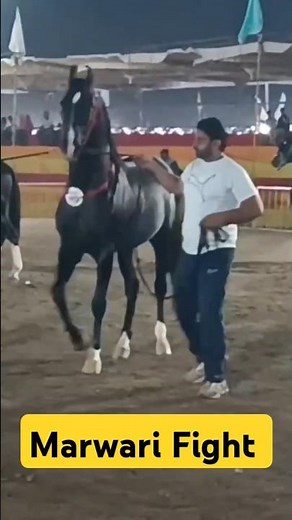 Unstoppable Marwari Horses: A Thrilling Encounter!"