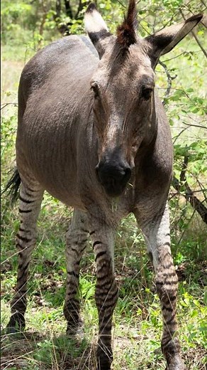 Zonkey | The Hybrid Zebra-Donkey