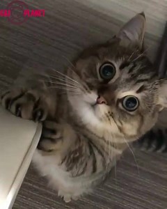 What a Cute Cat! Join our Group; Cat Planet Chat! | Cat Planet