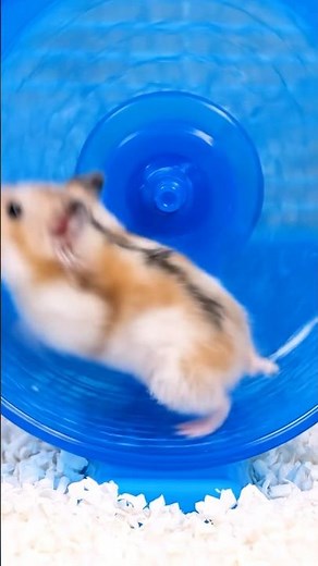 This Hamster Uses the Wheel in the Most Unusual Way! 🐹🤣