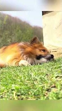 #country #village #countrylife #cooking #Vlog