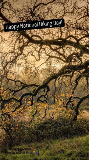 Rainy Day Wildlife Wonders: Hiking Ridgefield NWR on National Hiking Day