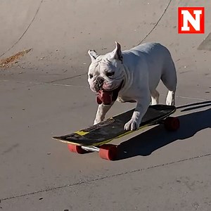 Two adorable bulldogs, Milo and George, mastered the arts of skateboarding and snowboarding! 🛹 (via Newsweek - Life) | Newsweek