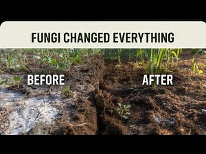 Feed this to your Garden with Foraged Fungus — The Results Were Wild