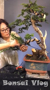 322K views · 4.7K reactions | Shaping pine trees - Amazing bonsai #bonsai #lovebonsai | Love Bonsai | Facebook