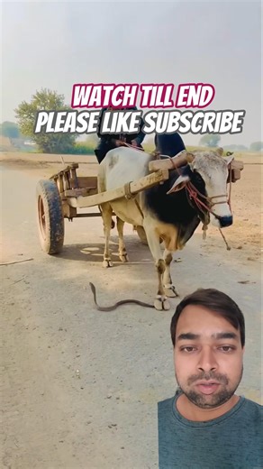 Snake Came Under Bull 😱 Shocking Moment #shorts #shortsfeed