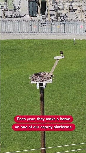 Osprey pair raising family on ENMAX platform