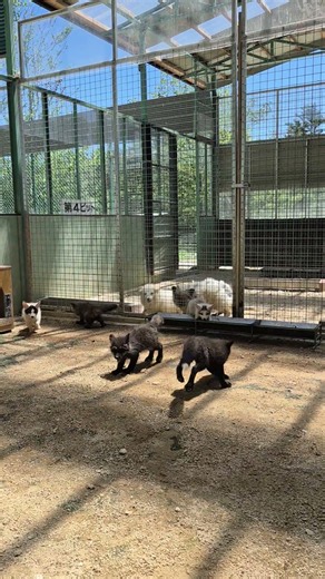 北極ギツネと初対面