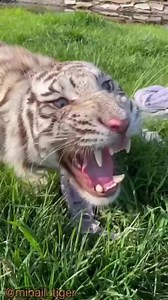 22K views · 1K reactions | Give me a towel bro  #WildlifeWonder #TigerTales #AnimalKingdom #RoaringWild #NatureLover #ProtectOurAnimals #TigerConservation | Mihal Tiger | Facebook