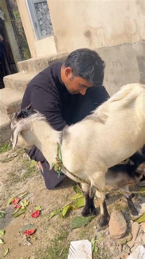 Goat Milk Production Process | Healthy Natural Milk & Traditional Benefits 🥛🌱🐐