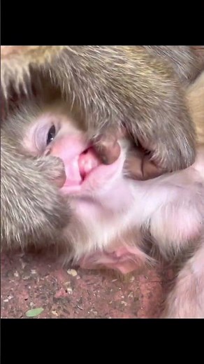 Experienced Mama Monkey Guides Her Baby's Growth 💛🌿 #shorts