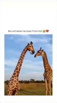 The most wholesome giraffe friendship you'll see today! 🦒✨