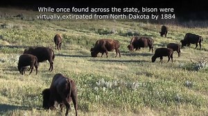 199 reactions · 54 shares | Bison in North Dakota... | North Dakota Game and Fish Department | Facebook
