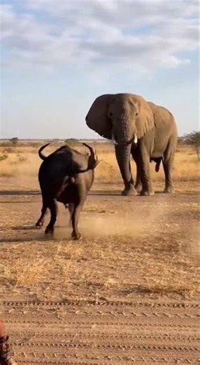 When Giants Charge | Elephant Attacks a Man and a Cow in the Wild