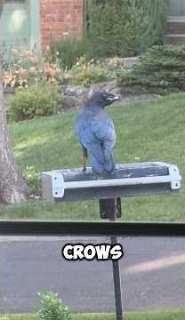 Crow feeders🖤 DIY