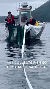 The purse seine field season is underway 🎣👜 PSF’s Salmon-Herring Interactions team recently joined Cowichan Tribes on the water near Genoa Bay, using a hand-hauled purse seine to collect salmon and herring for a research collaboration with the University of Victoria. Purse seining involves using a net to collect juvenile salmon in the marine environment as they grow and move from nearshore to deeper waters. Once the net is deployed in the water, the researchers cinch the bottom of the net, cre