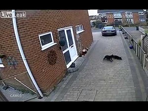 Pitbull Attacks And Kills Cat 🐈‍⬛☠️ **WARNING GRAPHIC**