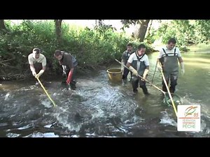 Pêche électrique sur la rivière de la smagne