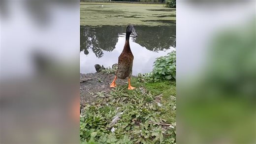 Students raise over £5000 for statue in memory of Long Boi the duck