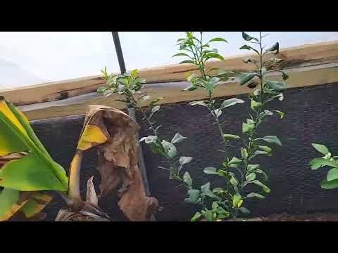 YUZU: The Citrus Tree That Can Survive 10°F