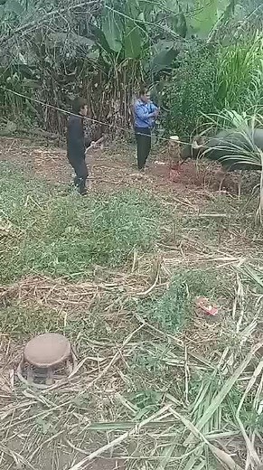 Video của nco ntsoov koj cia (@user686213536) với bản nhạc Ua Neej Lwj Siab - Nplooj Xyooj