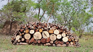 File:LOGS OF WOOD.webm - Wikimedia Commons