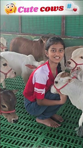 😍World's Shortest Cattle -Nadipathy Cattle | Recreated By Dr P Krishnam Raju | Nadipathy Goshala |
