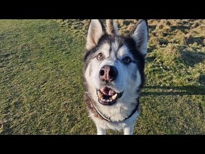 Plans For Sherpa's New Home And An Unplanned Meet