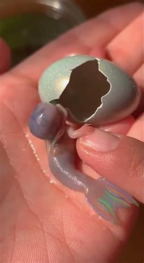 baby mermaid is born