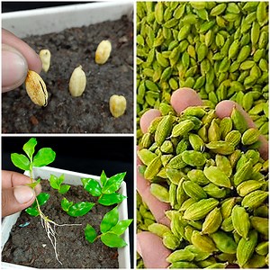How to grow cardamom from seeds || Grow properly at home easy way|| | Rana Craft