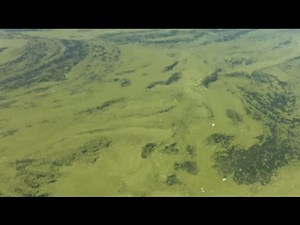 Algae blooms in Northern California lake seen from space