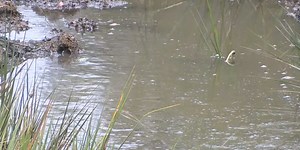 From septic to sewer: James Island officials share rough timeline of project