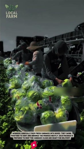 Farmers look busy harvesting fresh lettuce in the fields #tools #smartfarming #farming #localfarm