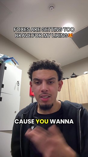 Understanding Fox Behavior: Why They Scream at Night