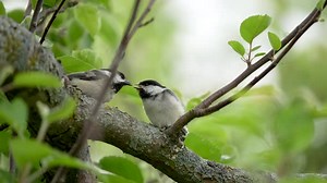 Adult Black-capped Chickadee feeds a fledgling insects in a tree in slow motion