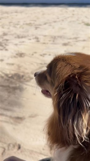 Rocky joins our cool down! ❤️🐴🐶☀️ | SOUL Haven Ranch