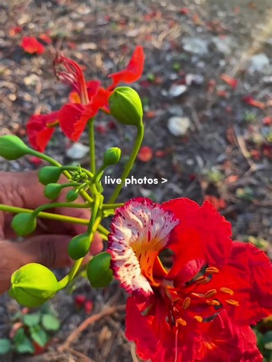 Live Photos Transformation with CapCut Editing