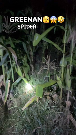 1.5M views · 10K reactions | PINAKA KULBA NA DAMANG 藍 #gagamba #huntingspider #kimoywerks #spider | Kimoy Werks | Facebook