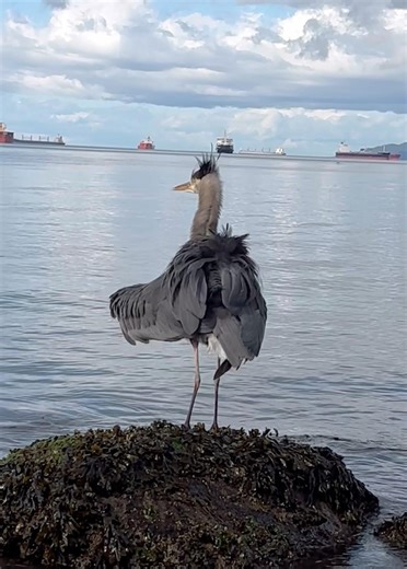 #heron#dance#queen#춤#날개#댄스#왜가리#새#なぜ#鳥#海#踊り#翼#ダンス#自然#wings#power#youtube#video#birds#sea#cute#shorts