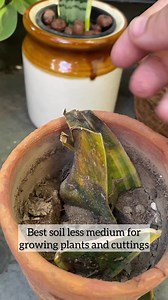 Soil less medium for growing plants and cuttings | Mud and Colors