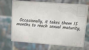 Pregnant Doberman (HOW QUICK)