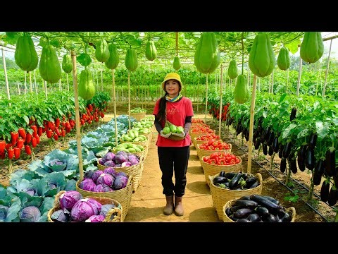 Relax With Harvesting: Purple Cabbage, Chayote, Red Bell Peppers, Eggplant, Grow Bean Sprouts